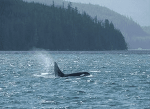 discovery-marine-safari-2